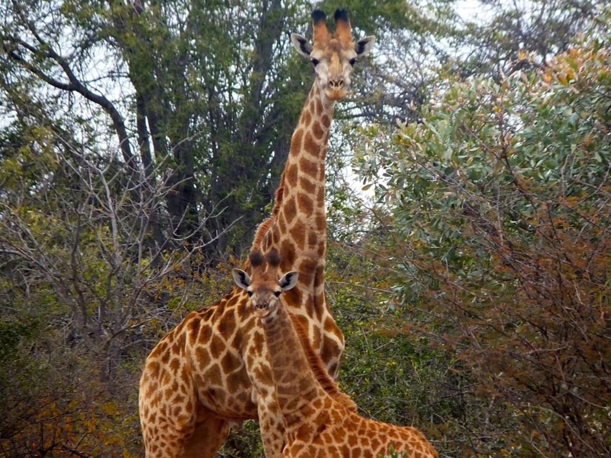 Iphofolo Lodge & Tented Camp Vivo Екстер'єр фото