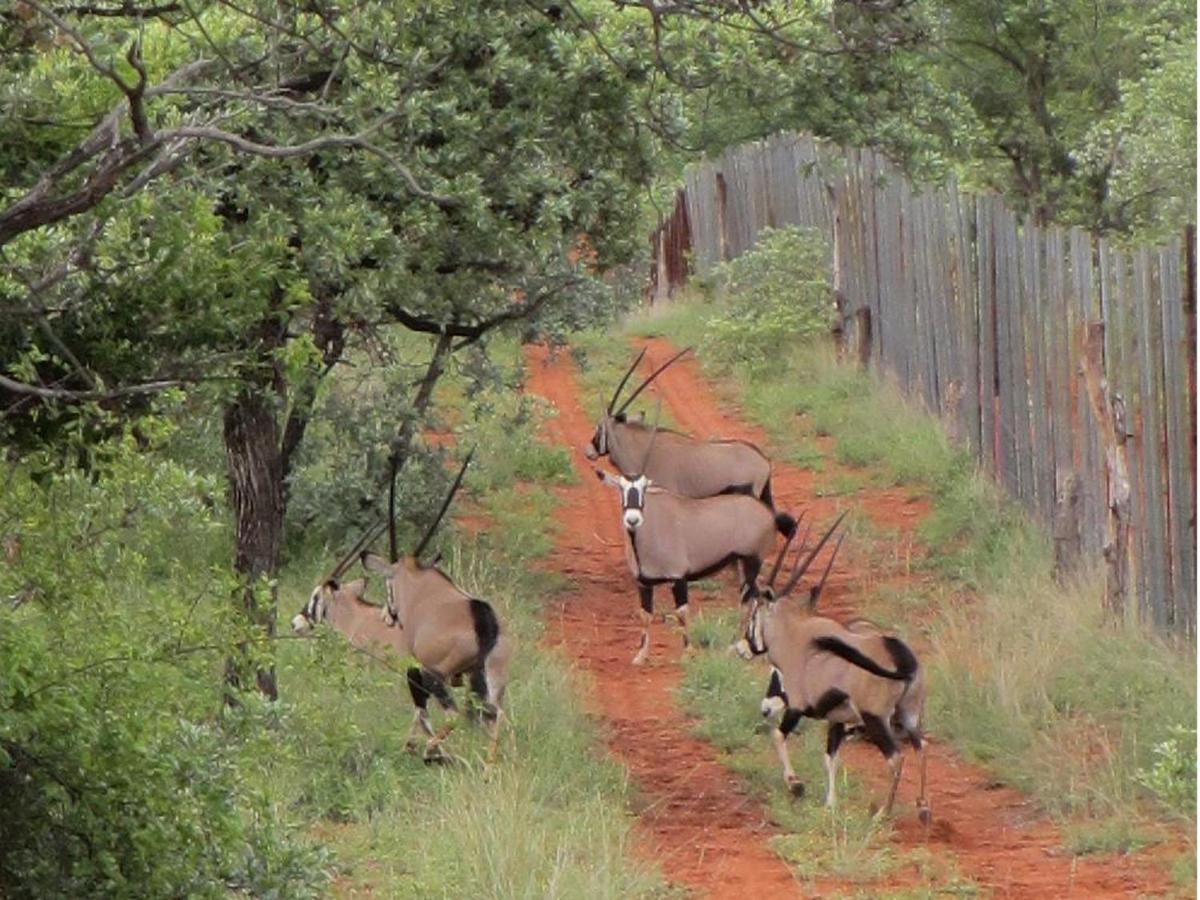 Iphofolo Lodge & Tented Camp Vivo Екстер'єр фото