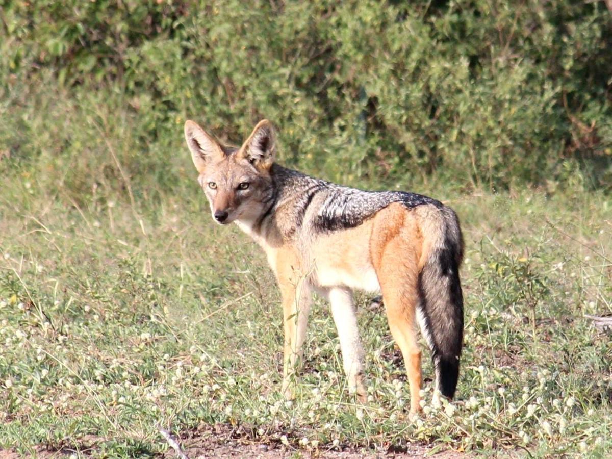 Iphofolo Lodge & Tented Camp Vivo Екстер'єр фото