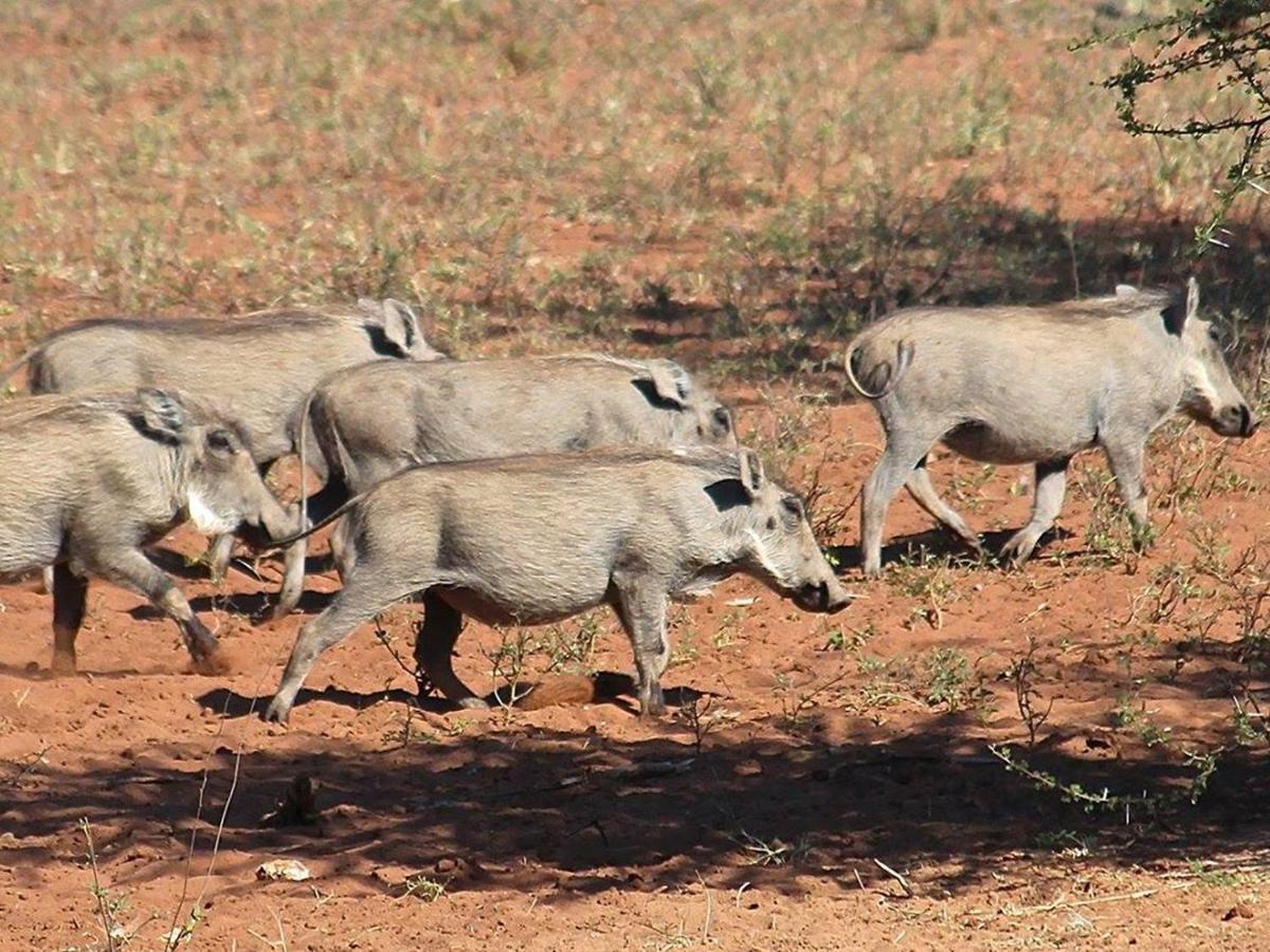 Iphofolo Lodge & Tented Camp Vivo Екстер'єр фото