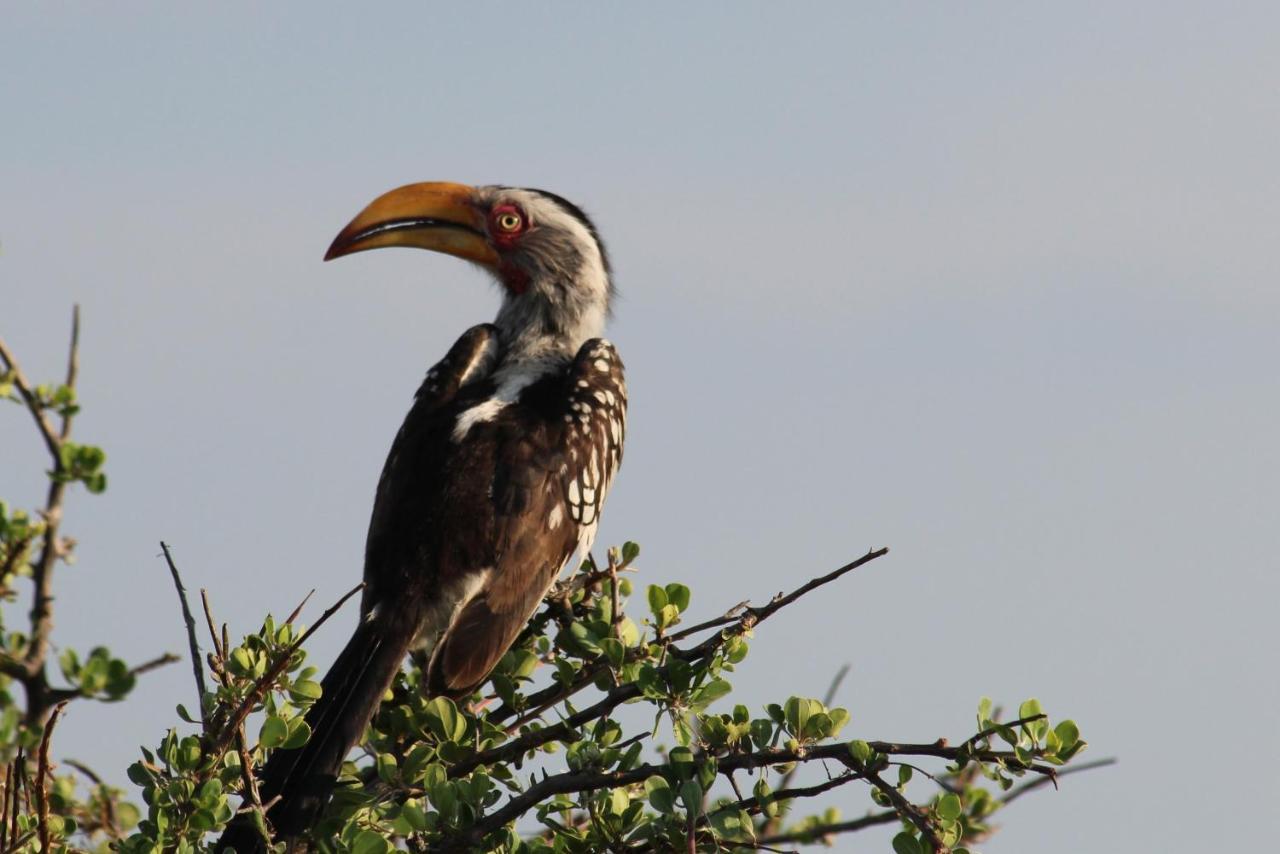 Iphofolo Lodge & Tented Camp Vivo Екстер'єр фото