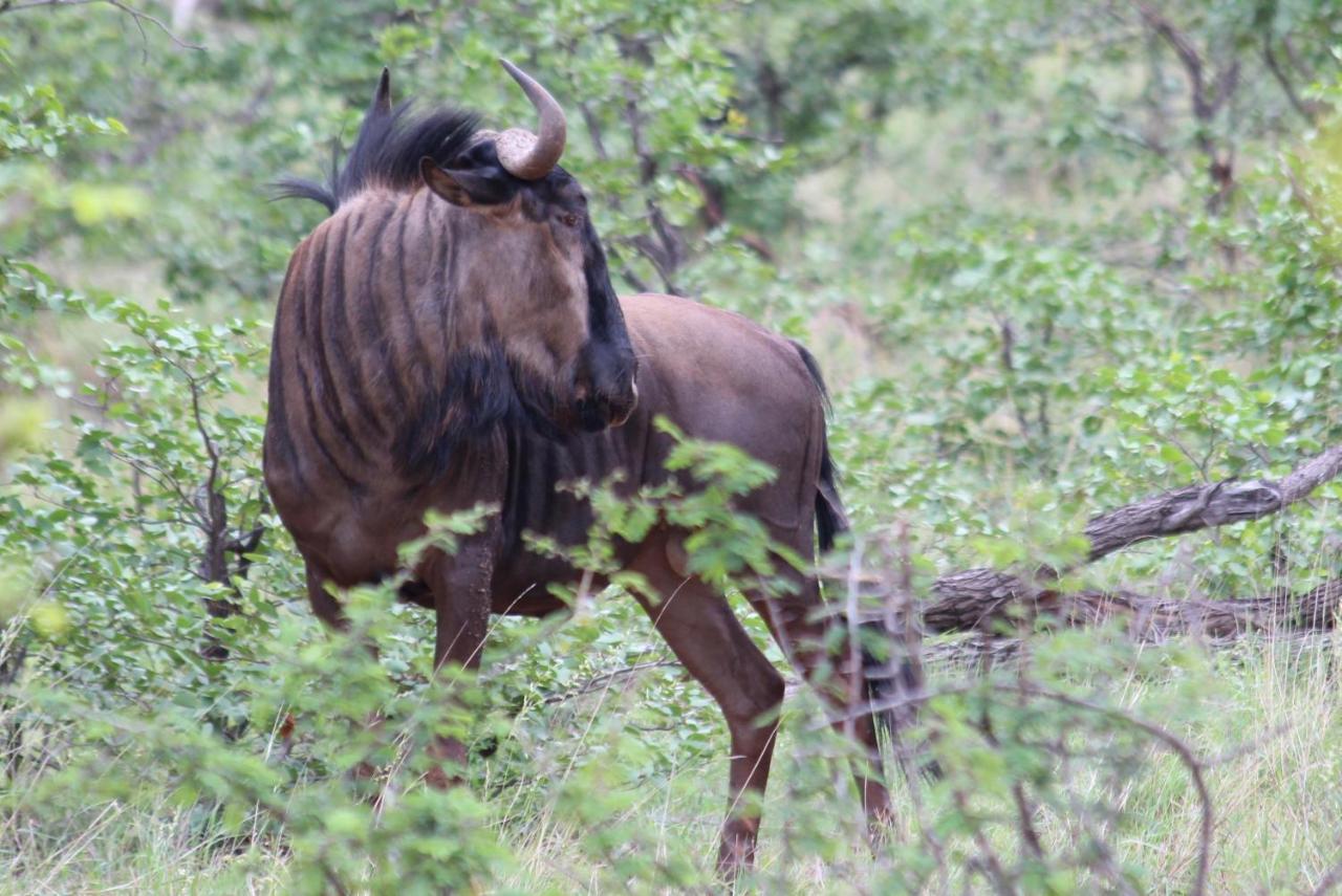 Iphofolo Lodge & Tented Camp Vivo Екстер'єр фото