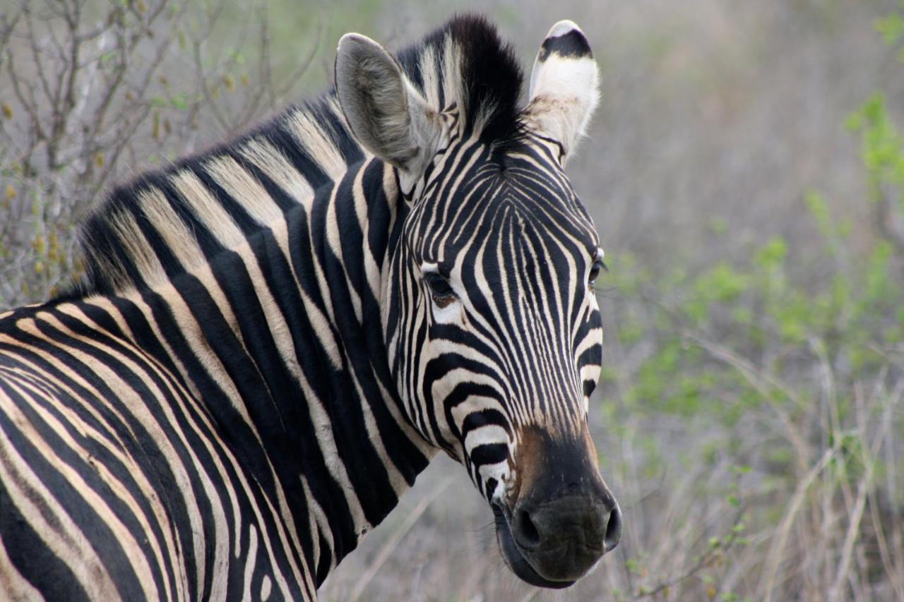 Iphofolo Lodge & Tented Camp Vivo Екстер'єр фото