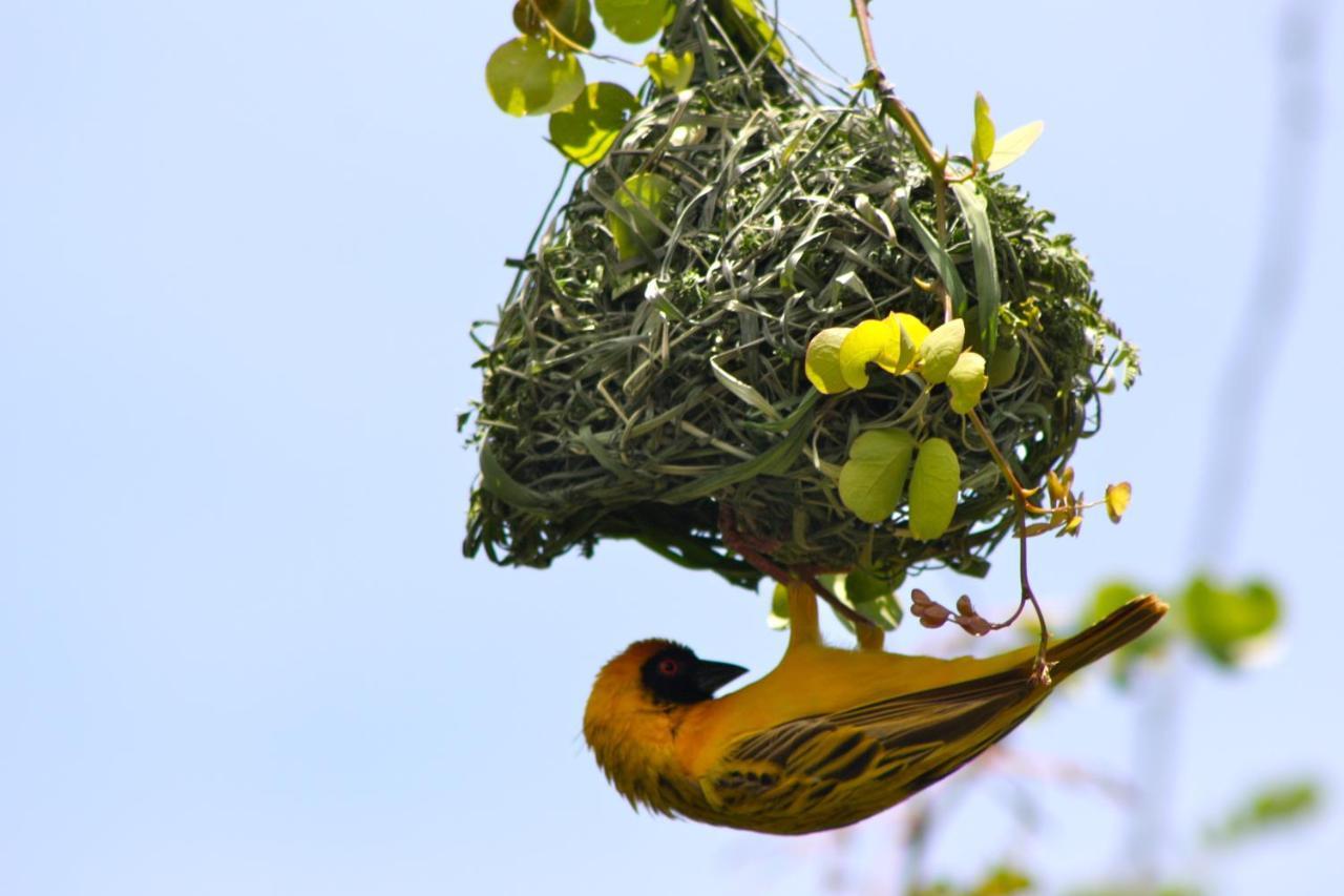 Iphofolo Lodge & Tented Camp Vivo Екстер'єр фото