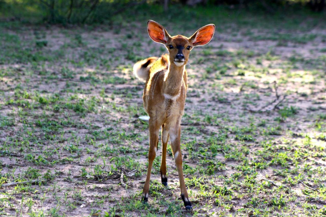 Iphofolo Lodge & Tented Camp Vivo Екстер'єр фото